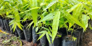 Newton Bamboo Plants