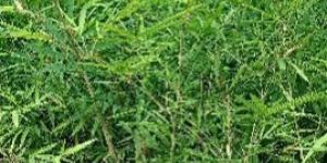 Oliveri Bamboo Rizhom Plants