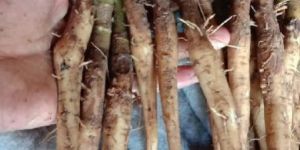 Teak Wood Stamps Plants