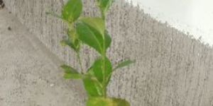 Thai Lemon Plant