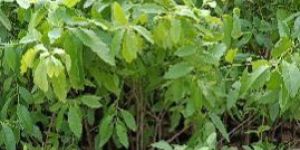 White Sandalwood Plants