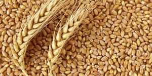 Wheat Grains