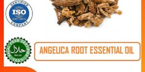 Angelica Root Essential Oil