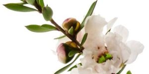 Manuka Essential Oil