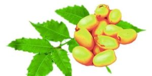 Neem Carrier Oil