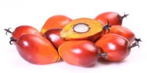 Palm Kernel Carrier Oil