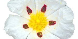 Rock Rose Essential Oil