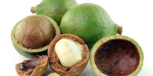 Tamanu Seed Carrier Oil