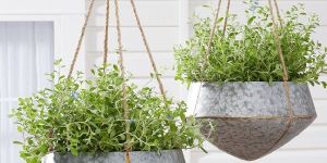 Stainless Steel Hanging Planter