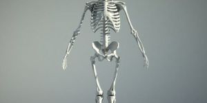Human Skeleton