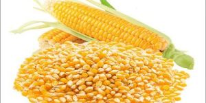 Yellow Maize