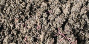 Agricultural Organic Fertilizer