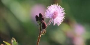 Touch Me Not Extract