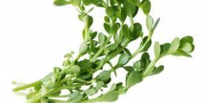 Water Hyssop Extract