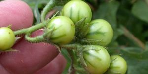 Yellow Fruit Nightshade Extract