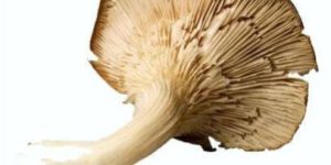 Dried Oyster Mushroom