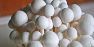 White Mushroom