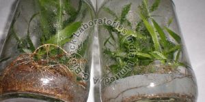 Acacia X Mangium Tissue Culture Plants