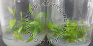 Agarwood Tissue Culture Plants
