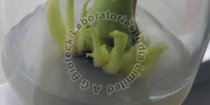 Banana Tissue Culture Plants