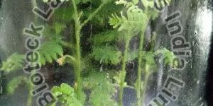 Ceylon Rosewood Tissue Culture Plants