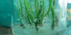Dragon Fruit Tissue Culture Plants