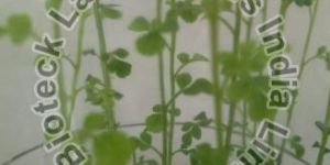 Dwarf Curry Leaf Plant