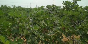 Fig Tissue Culture Plants