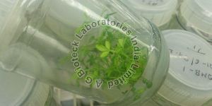 Mahavilvam Tissue Culture Plants