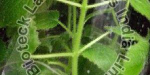 Paulownia Tissue Culture Plants