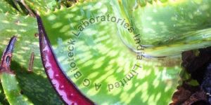 Red Aloe Tissue Culture Plants