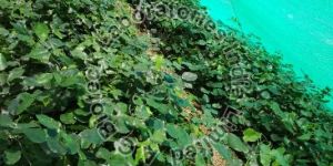 Red Sanders Tissue Culture Plants