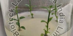 Sabah Snake Grass Tissue Culture Plants
