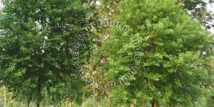 Sandalwood Tissue Culture Plants