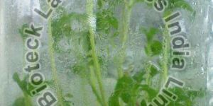 Stevia Rebaudiana Tissue Culture Plants
