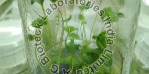 Strawberry Tissue Culture Plants