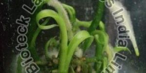 Vanilla Tissue Culture Plants