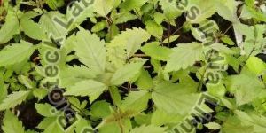 Vitex Tissue Culture Plants