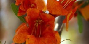 Tecomella Argentea Seeds