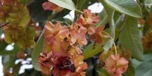 Terminalia Catappa Seeds