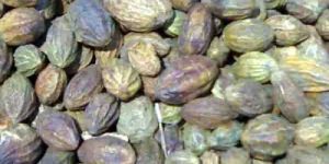 Terminalia Chebula Seeds