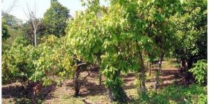 Theobroma Cacao Seeds
