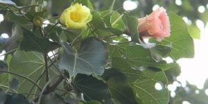 Thespesia Populnea Seeds