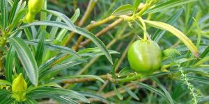 Thevetia Neriifolia Seeds