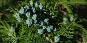 Thuja Orientalis Seeds