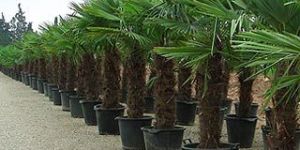 Trachycarpus Fortunei Seeds