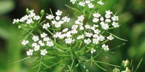 Trachyspermum Roxburghianum Seeds