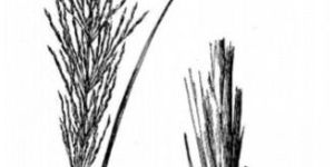 Vetiveria Zizanioides Seeds