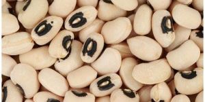 Vigna Sinensis Seeds