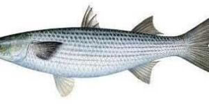Mullet Fresh Fish
